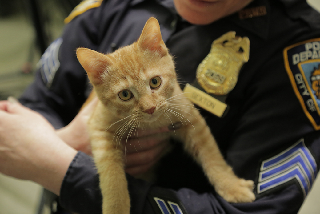 nypd officer hold a cat