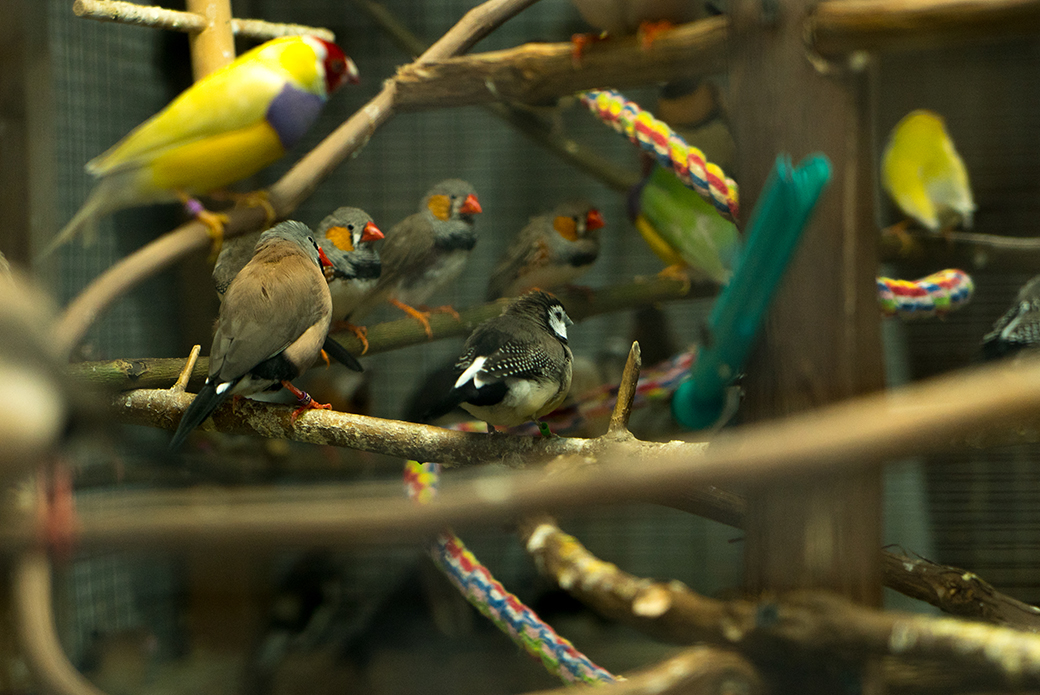 a group of birds found in a hoarding situation