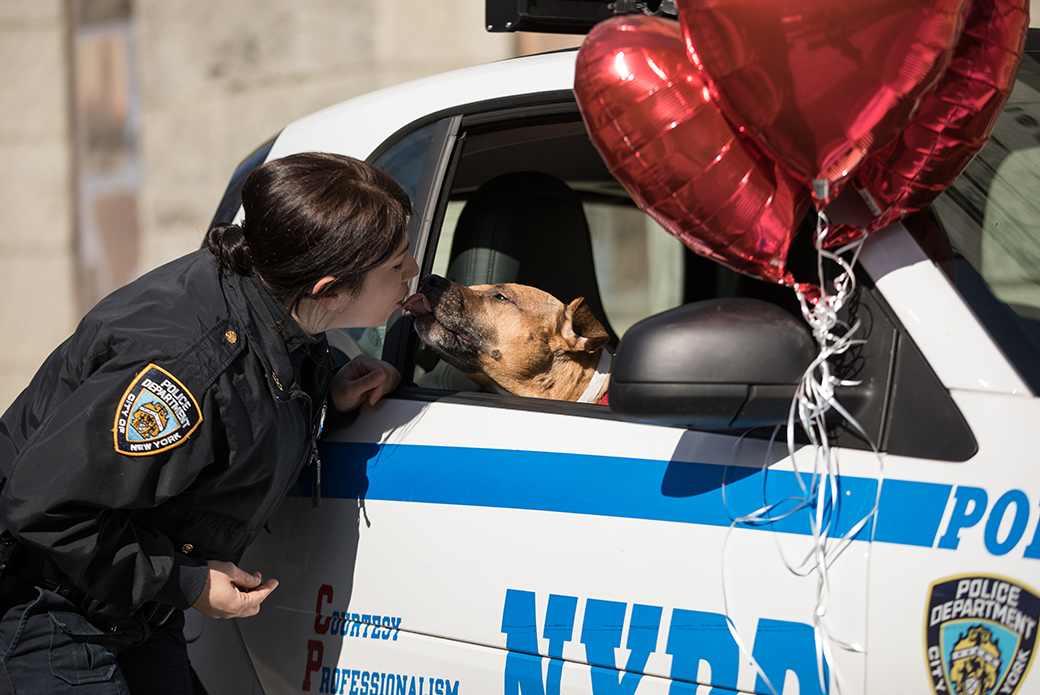 Orson in a nypd vehicle