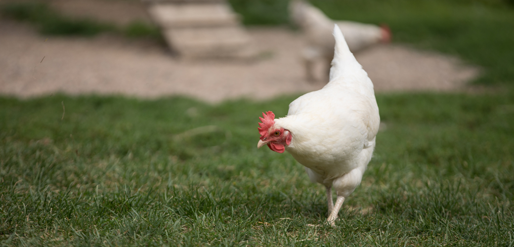 a chicken walking in grass