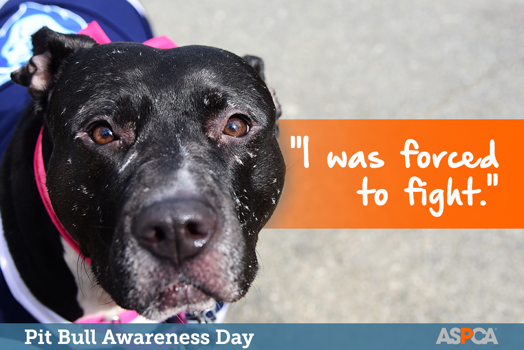 October is pitbull awareness month! #adoptdontshop #endbsl