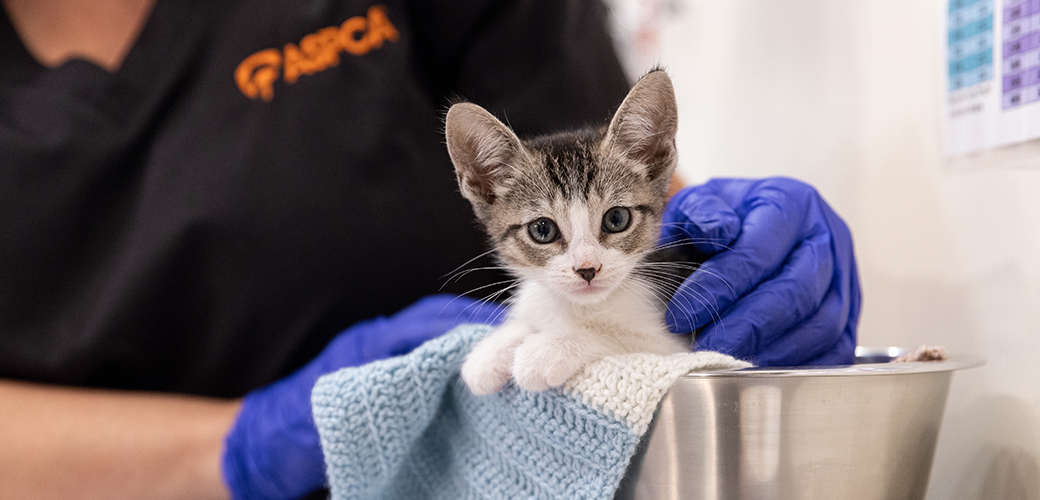 a kitten being weighed by vet