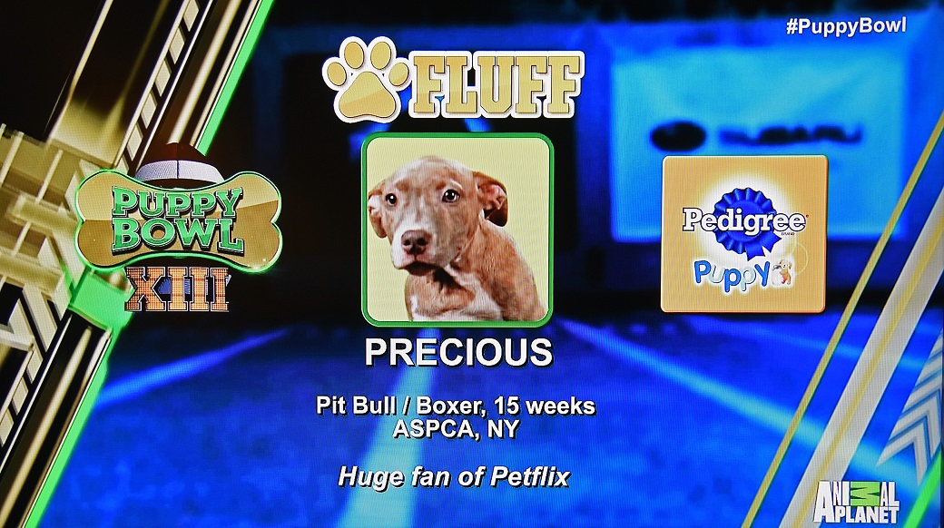 Precious in Puppy Bowl XIII