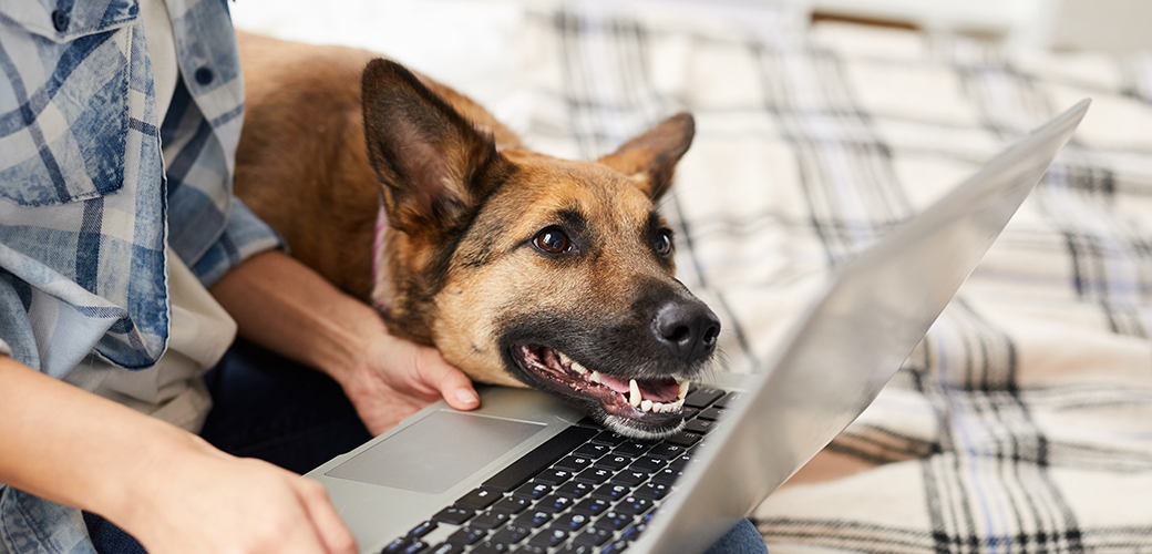 dog resting its head on the a laptop