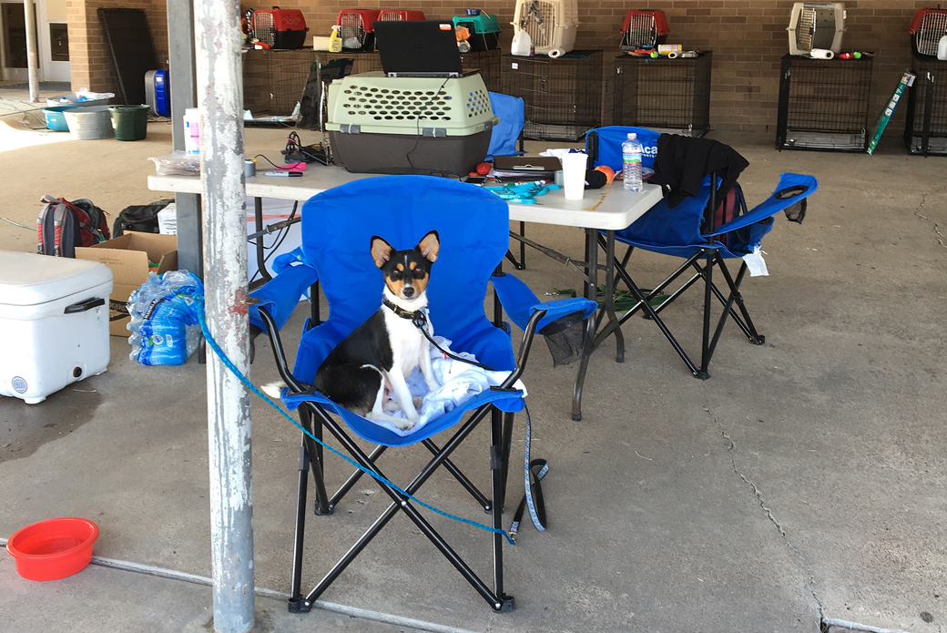 Dolly, a Terrier mix