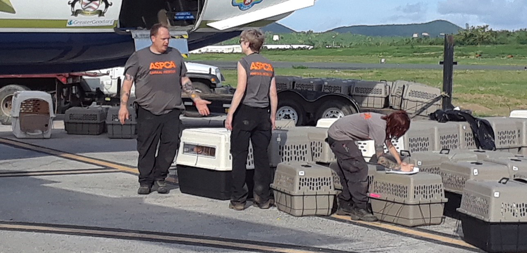 ASPCA volunteers preparing dogs for transport