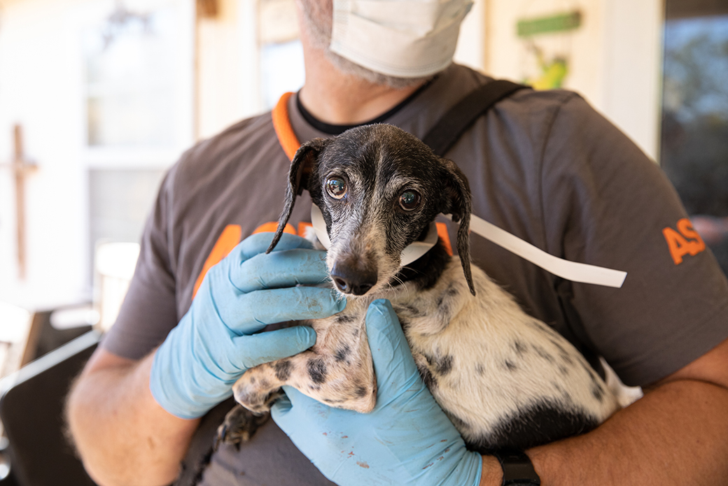 ASPCA responder holding a rescued dog