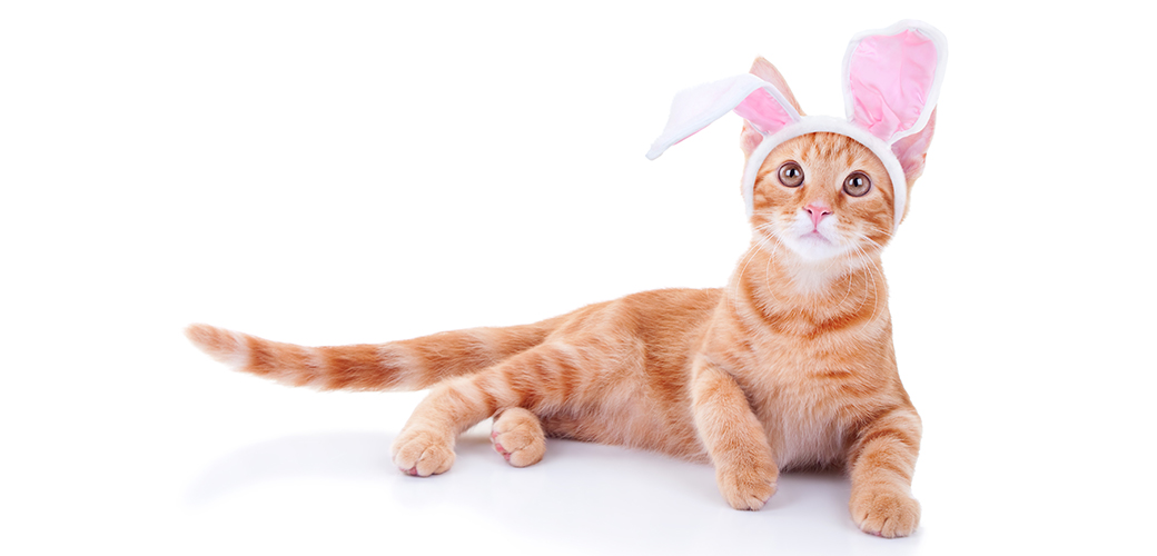 Top Four Easter Hazards for Pets