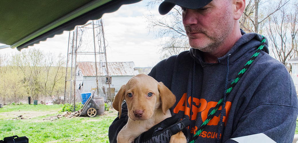 EXCLUSIVE: View Photos from Our Yellow Lab Rescue | ASPCA
