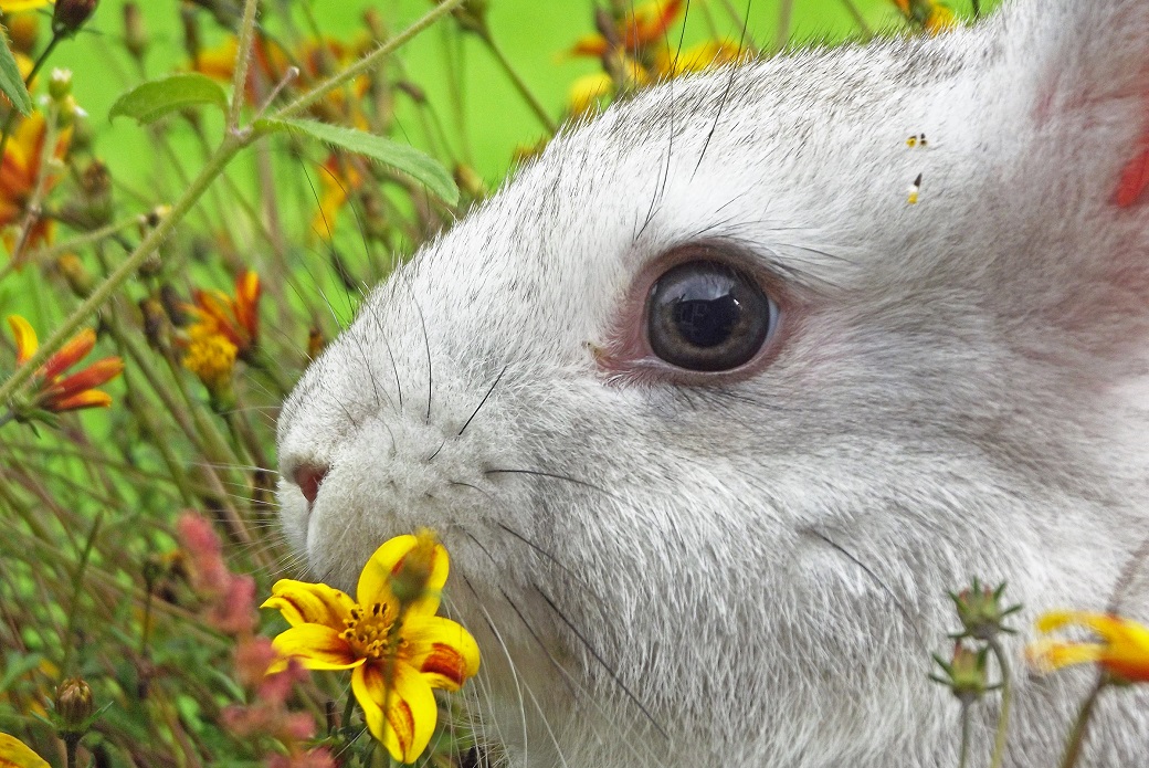 close up on a bunny