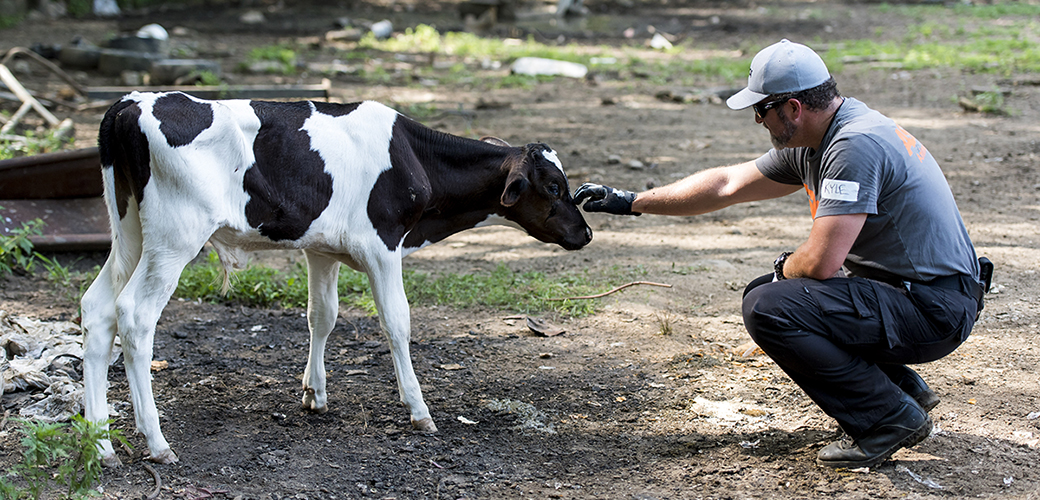 a responder touching a young cow