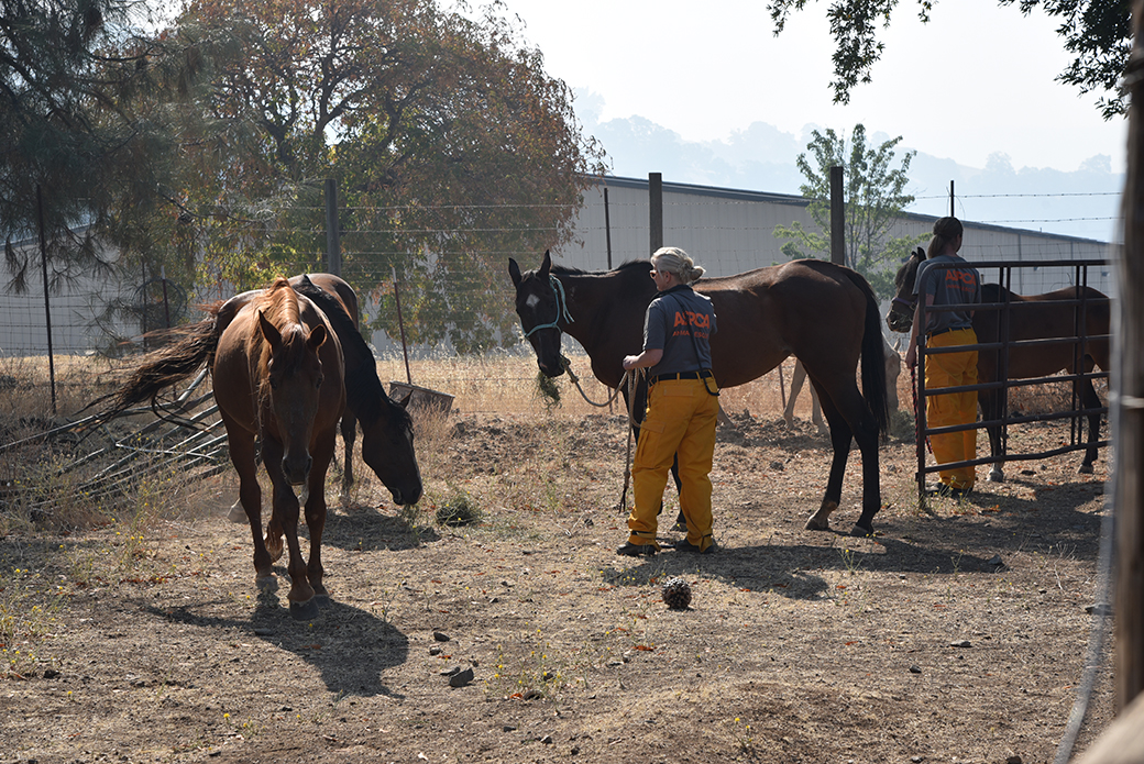 a responder with horses