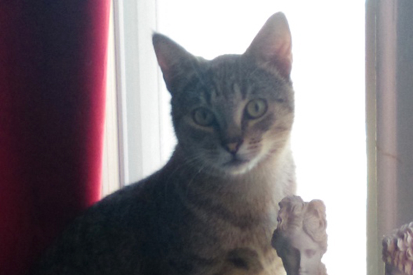 Striped cat with green eyes sitting in front of window