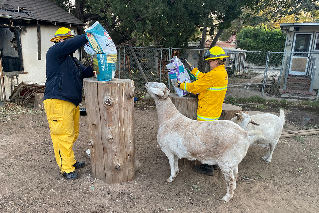 people feeding goats