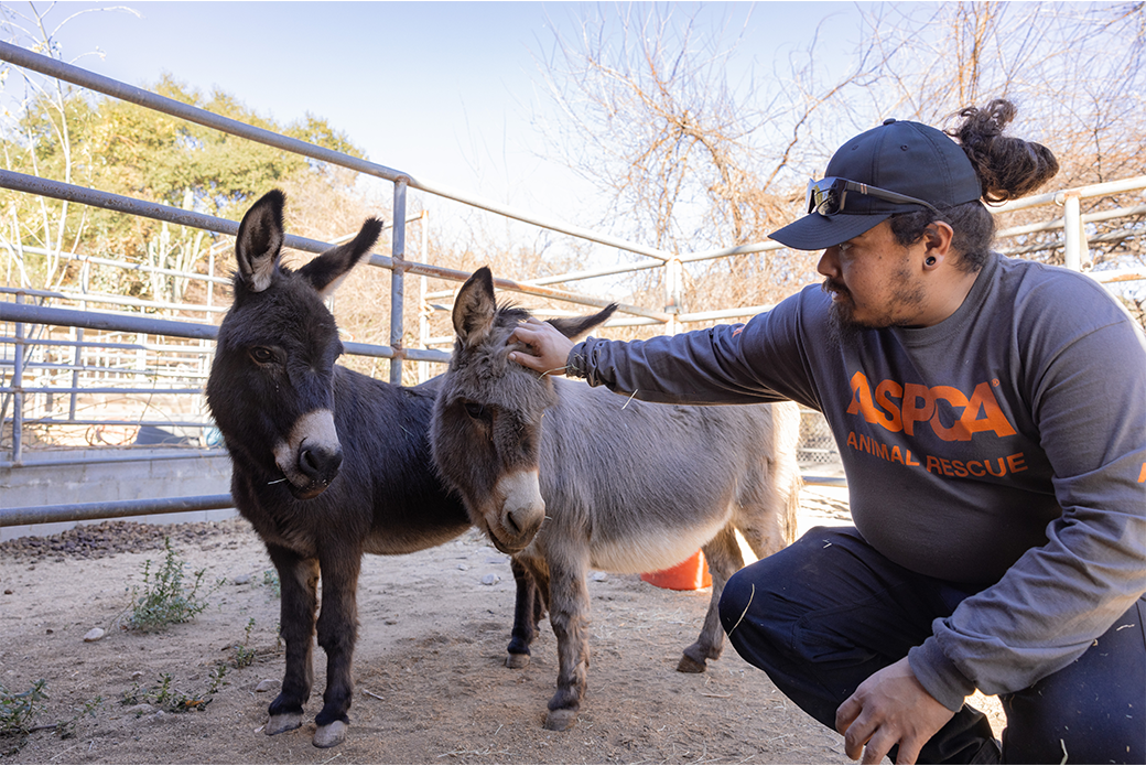 Responder petting mini donkeys