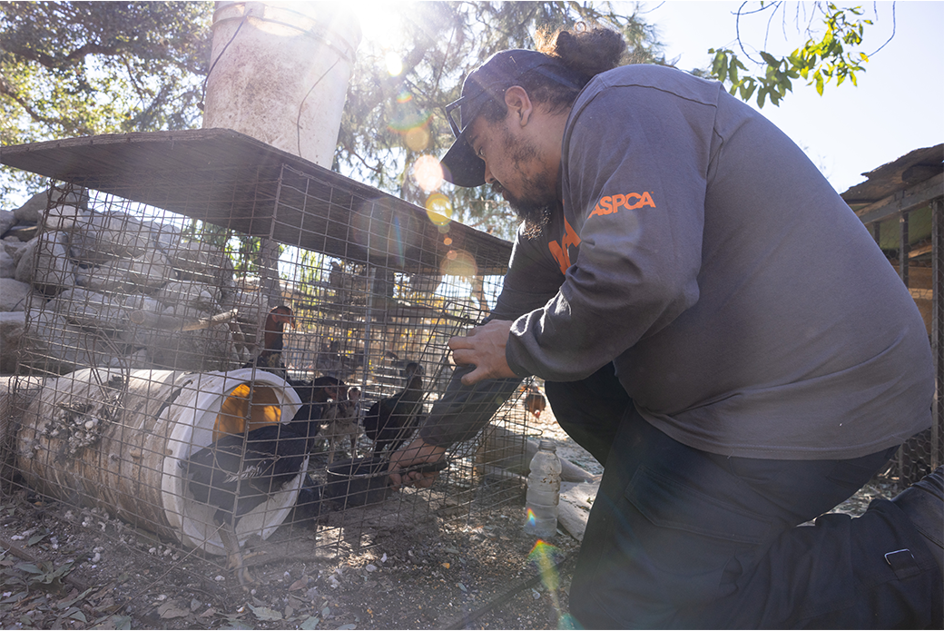 Responders feeding chickens