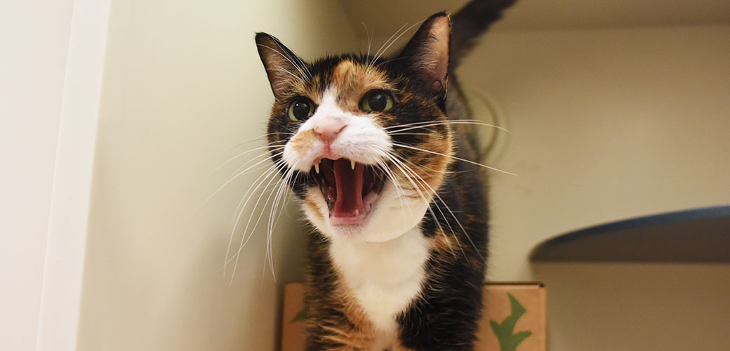 danger!!!! a very angry cat : r/cats