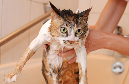 Cat Grooming Tips Aspca