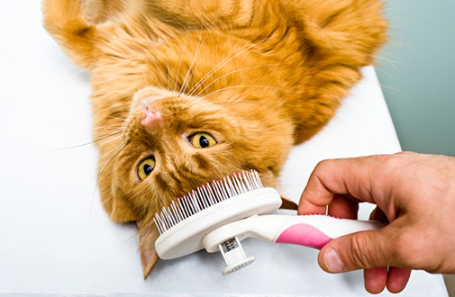 cat grooming flea bath