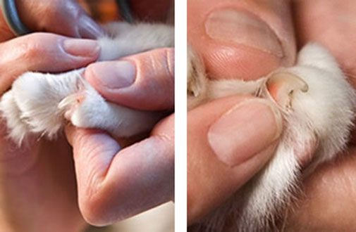 Clipping Cats' Claws: What's the Deal? – Animal Emergency of Mokena