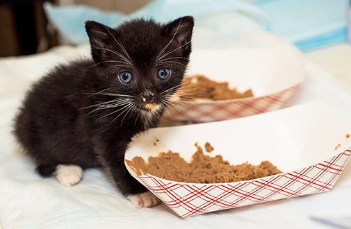 Can Kitten Eat Adult Cat Food?