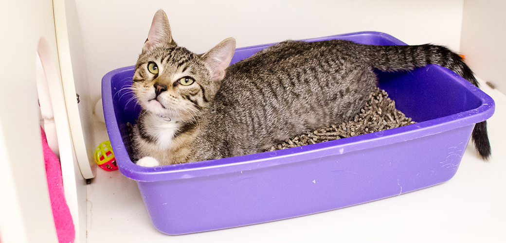 When Do Kittens Learn To Use Litter Box At Zachary Benson Blog