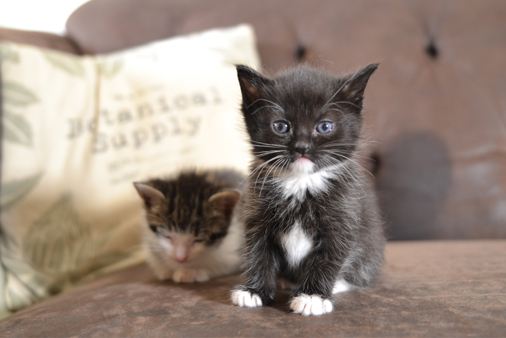 These Rescue Kitties Have Some Serious Cattitude Aspca
