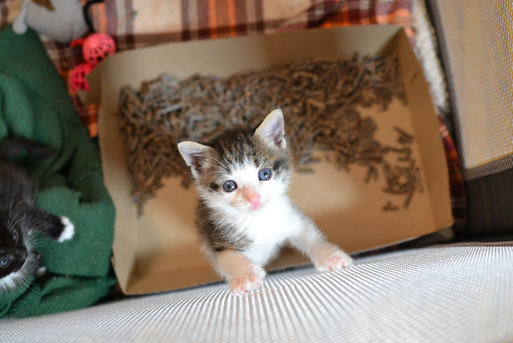 Cat in playpen