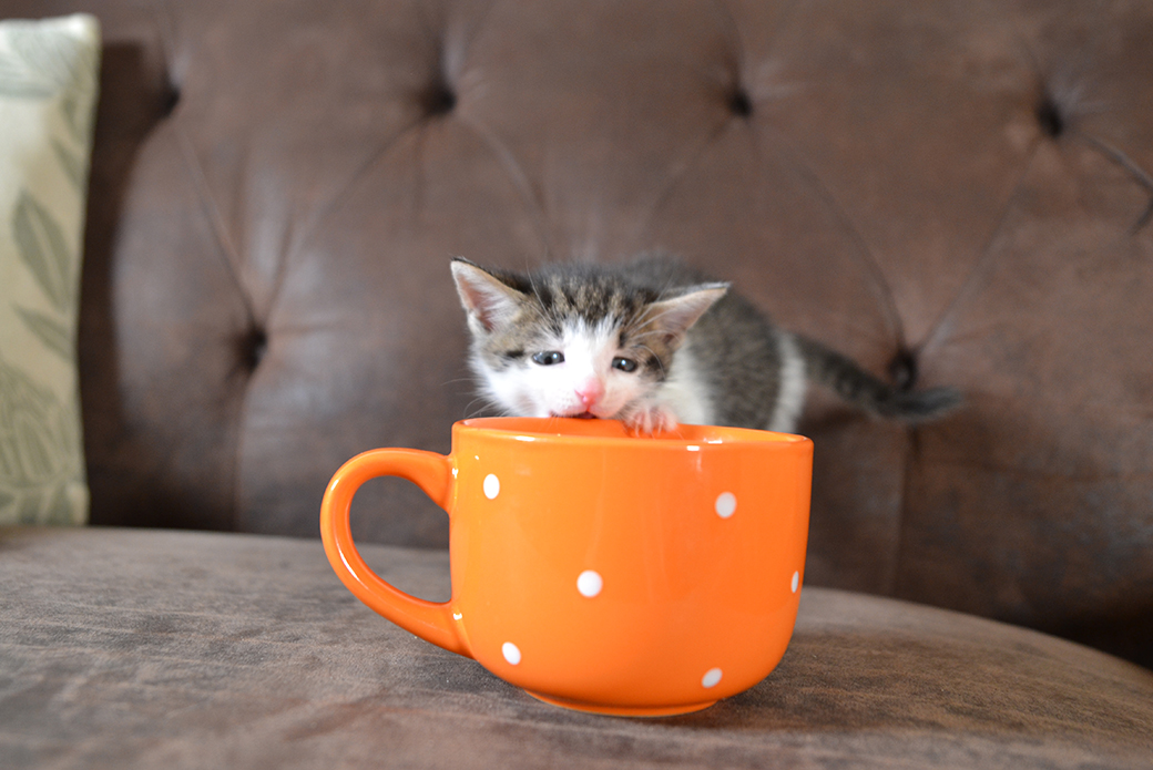 a kitten chewing on a cup