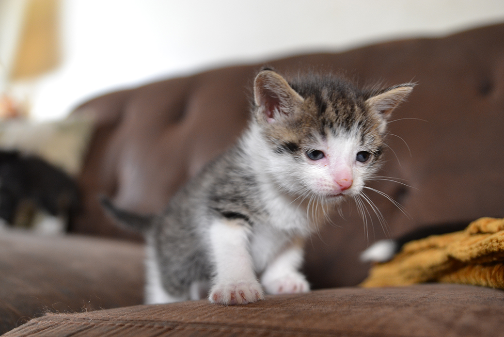 a kitten on a couch