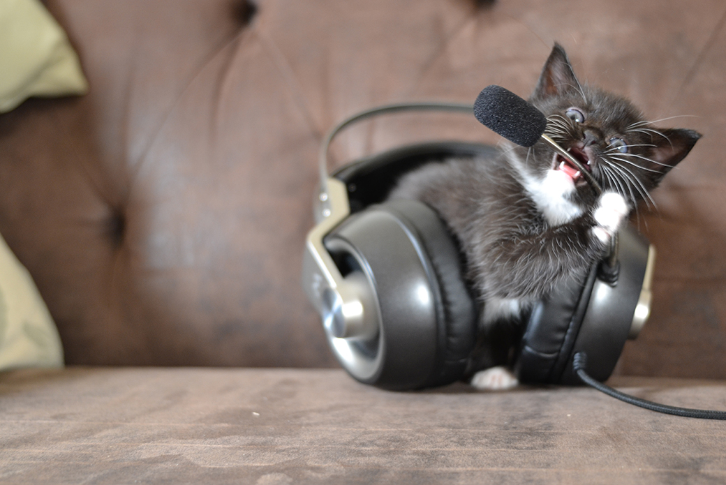 kitten chewing on headphones