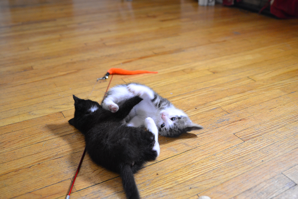 two kittens playing on the floor