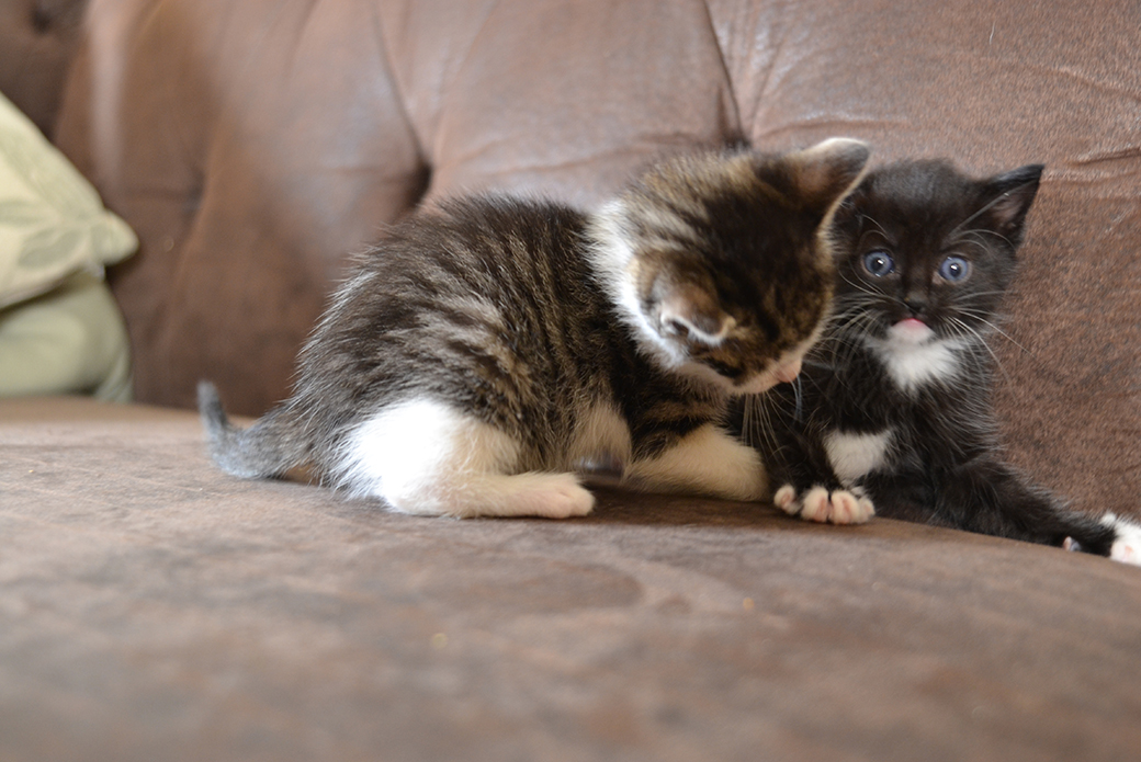 two kittens playing on a couch