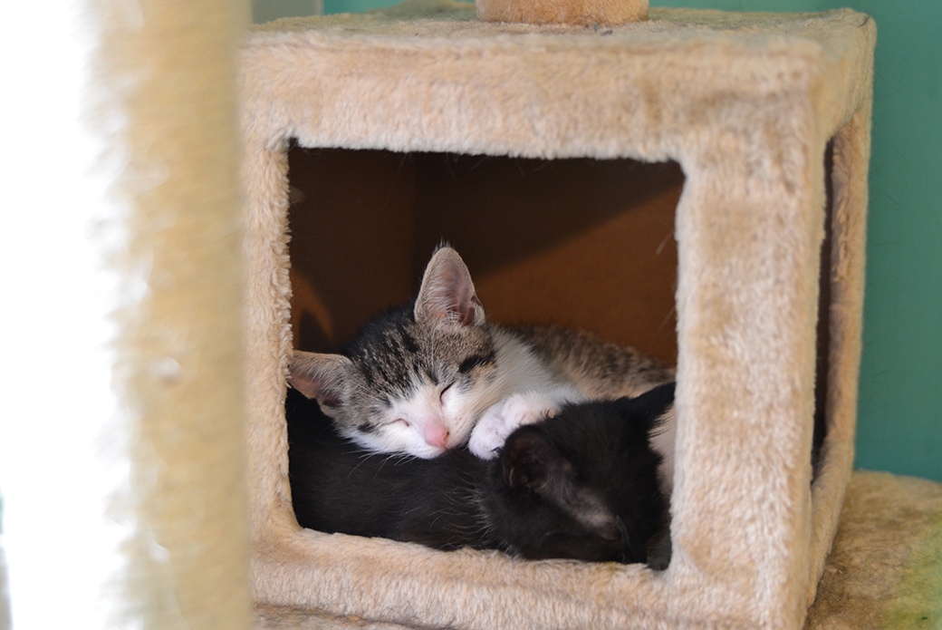 two kittens sleeping in a kitten condo