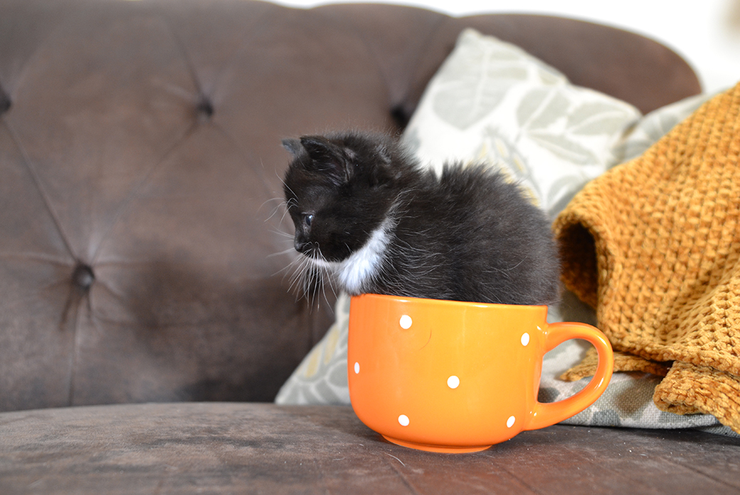 a kitten in a cup