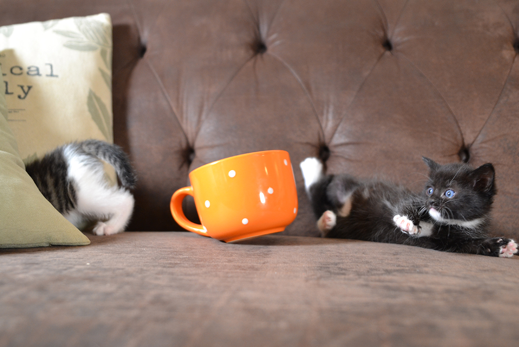 kitten having fallen out of the cup