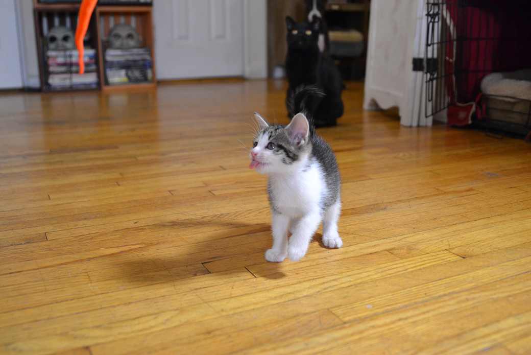 kitten walking around with their tongue out