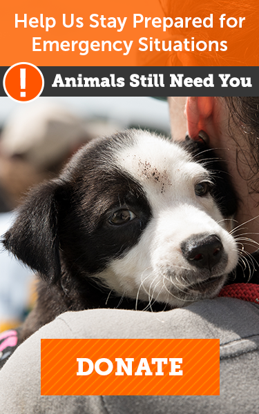 Adoptable Dogs In Your Local Shelter L Adopt A Pet L Aspca