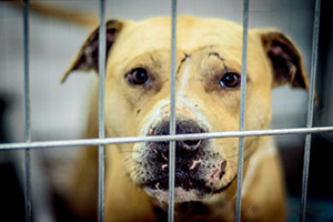 Join the Fight Against Cruelty | ASPCA