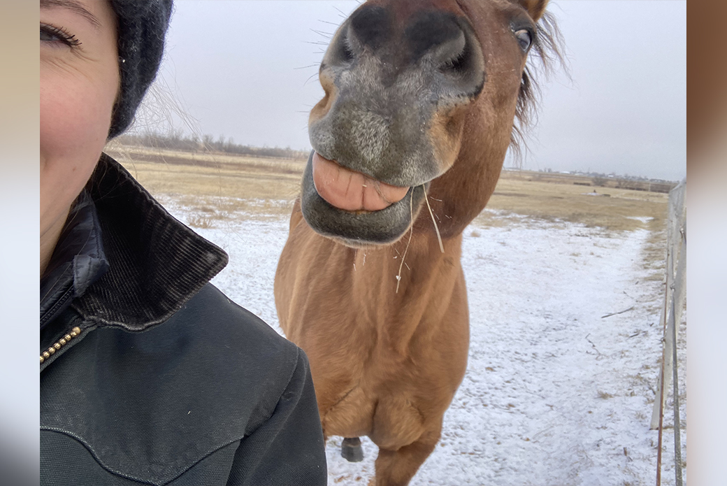 a curious horse