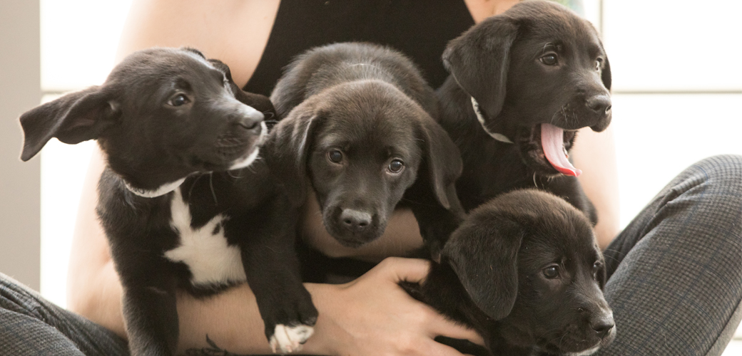Atlanta Outlaws the Retail Sale of Pet Store Puppies and ...