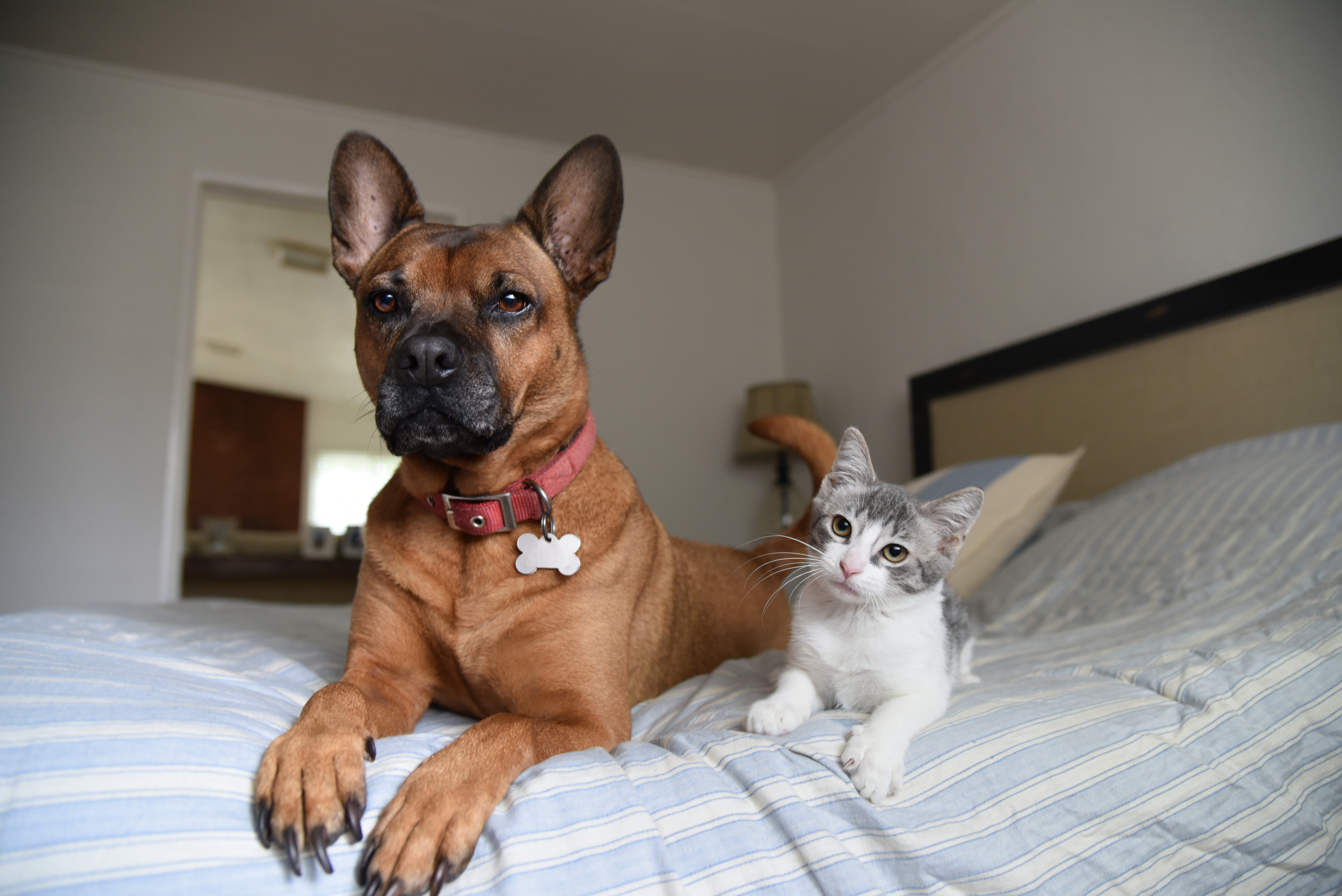 Dog and Cat