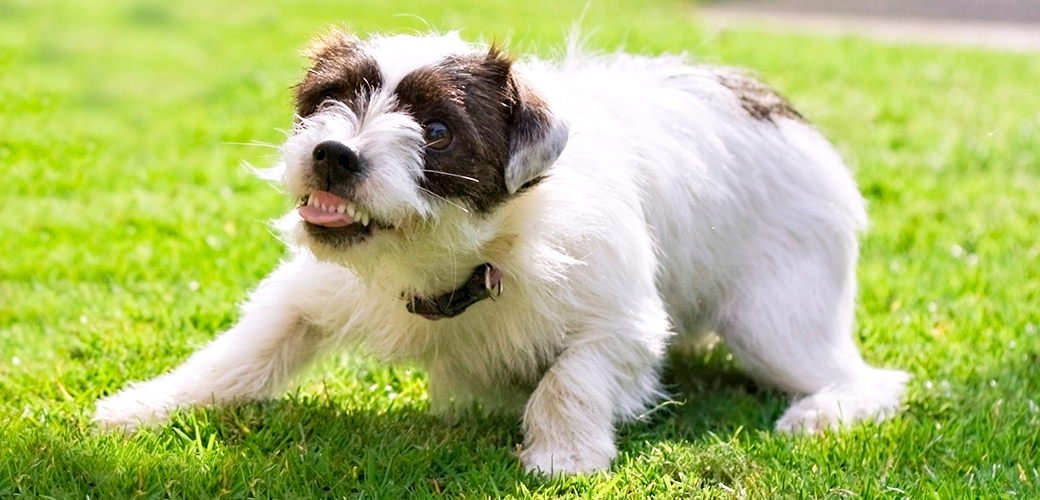 what are signs of aggression in puppies