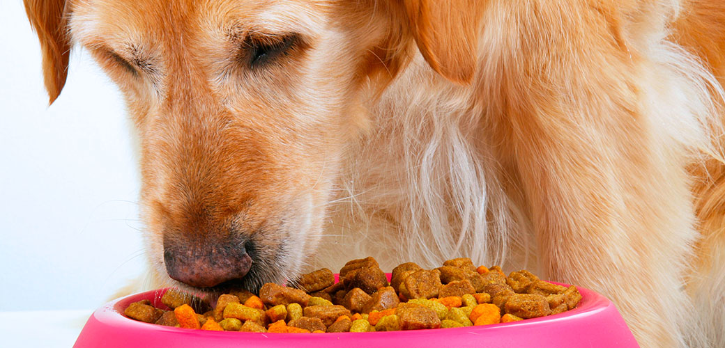 when can a puppy stop eating puppy food