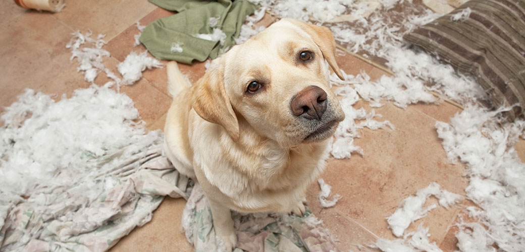 dogs with separation anxiety breeds