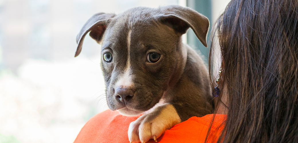 Should Pit Bulls Be Banned? Top 3 Pros and Cons