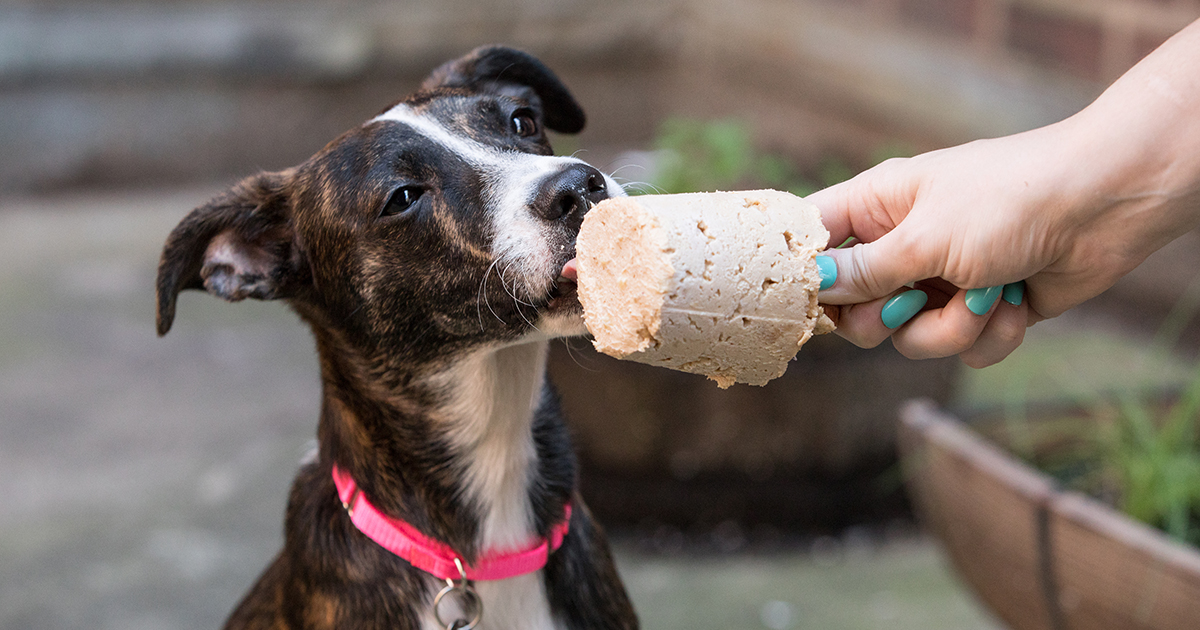 What is Enrichment for Dogs?