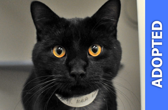 Onyx | ASPCA