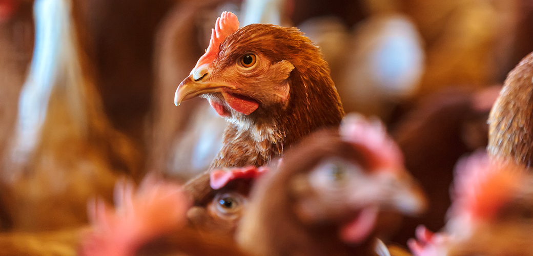 What Is Chicken Factory Farm? Sad Horrific Details Revealed