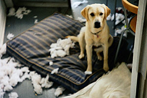 why dogs destroy things when left alone